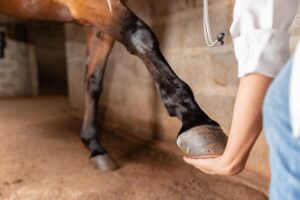Laminitis-Prone Horses