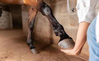 Laminitis-Prone Horses