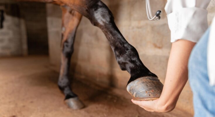 Laminitis-Prone Horses