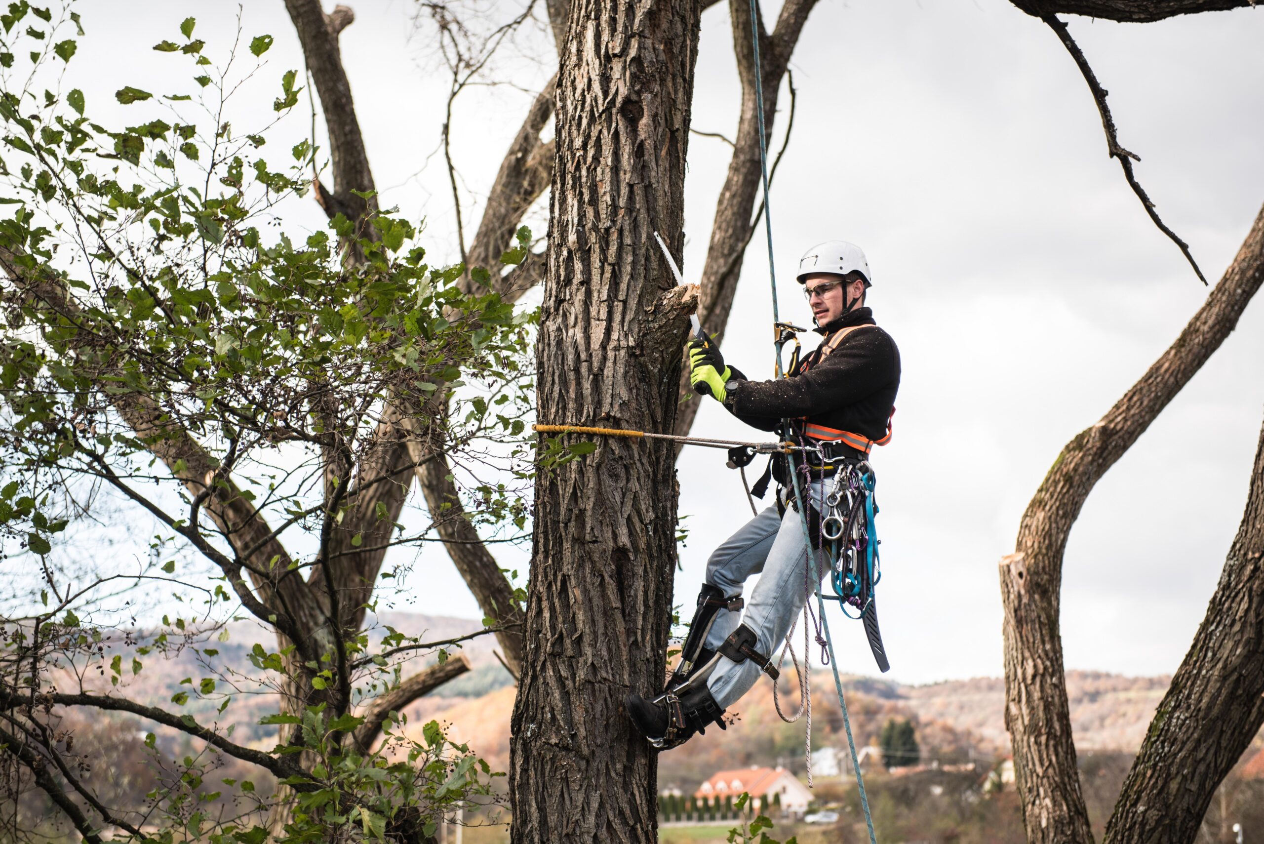 Tree Surgeons